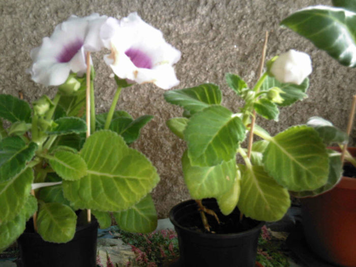 Blue picotee si alba