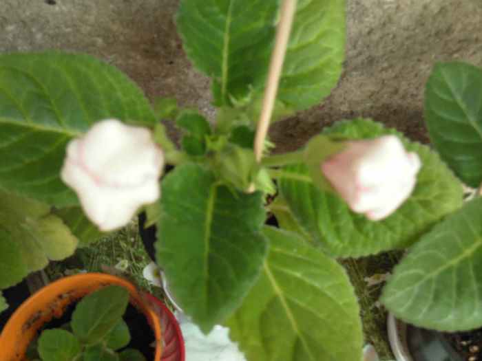 Aproape deschisa pink picotee