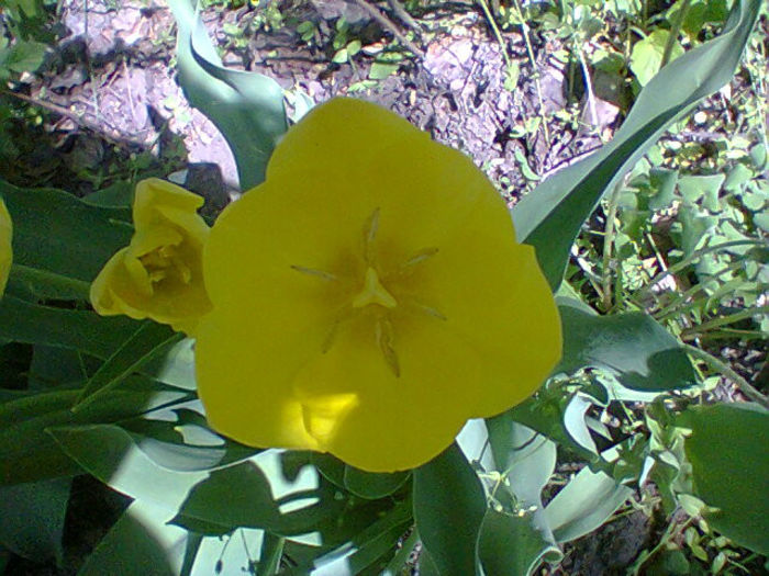 Fotogr.1063