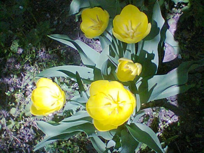Fotogr.1064