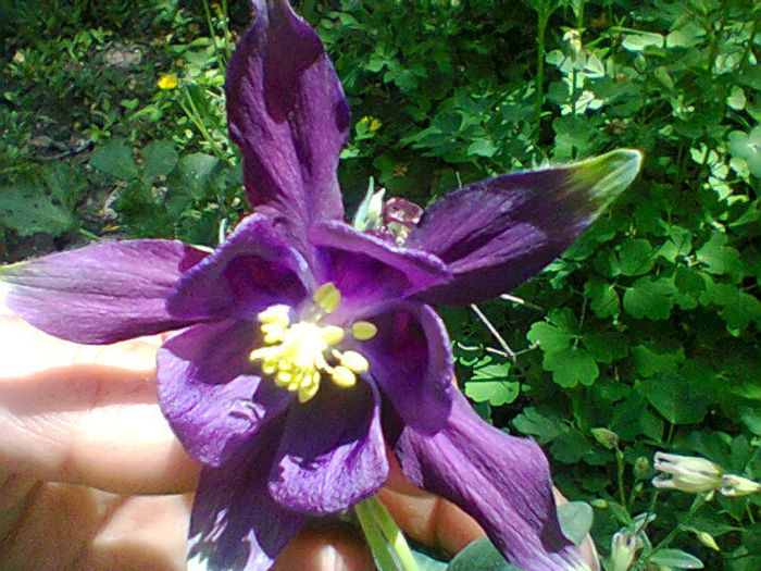 Fotogr.1071