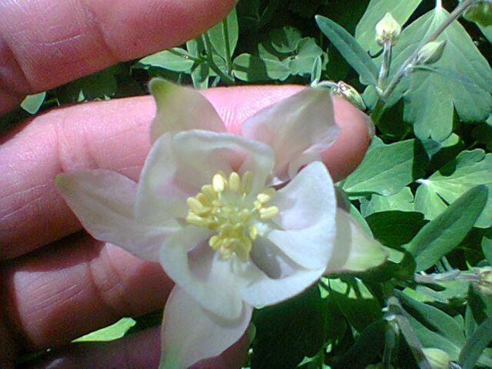 Fotogr.1074