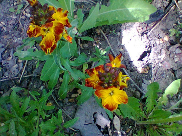 Fotogr.1078