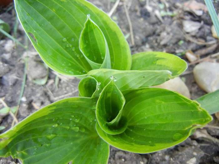 Hosta Aureomarginata (2013, April 29)