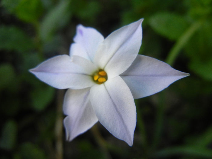 Spring Star Wisley Blue (2013, Apr.29) - Ipheion uniflorum Wisley Blue