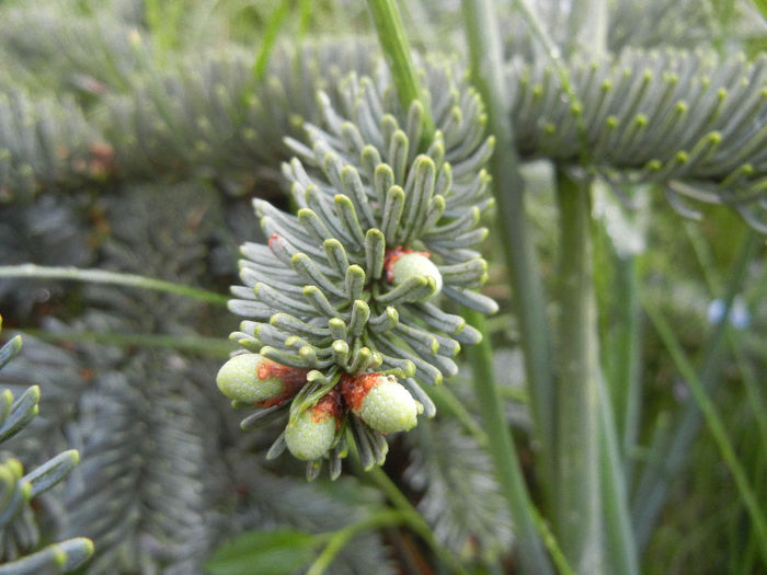 Abies procera Glauca (2013, April 29)