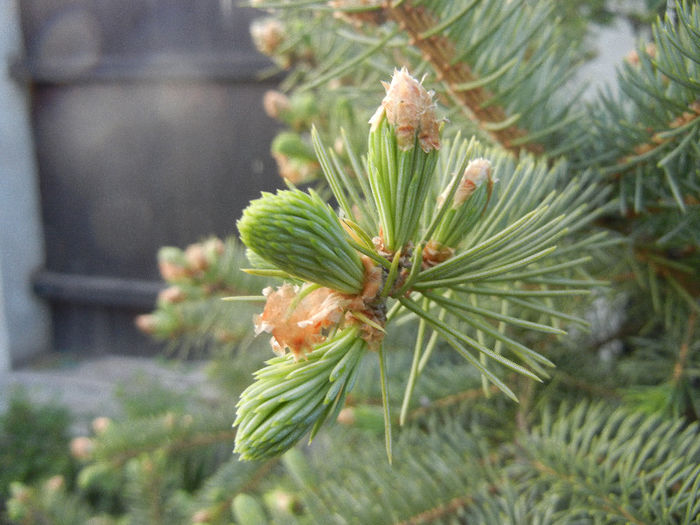 Picea abies (2013, April 29)