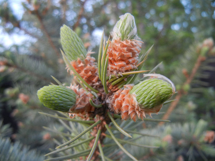 Picea abies (2013, April 29)