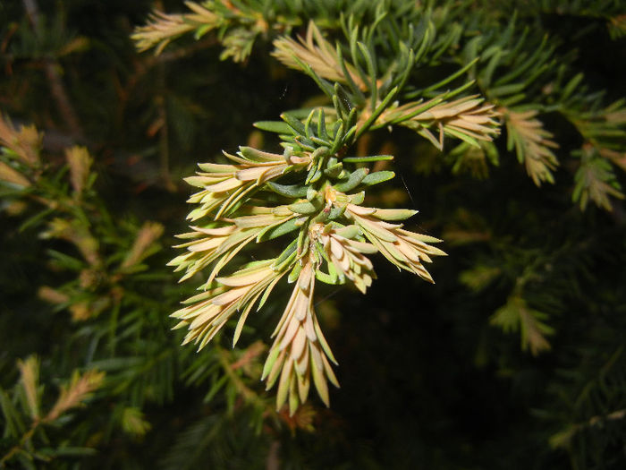 Taxus baccata_Tisa (2013, April 29) - Taxus baccata_European Yew