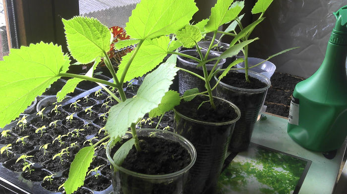 2013-04-14 11.21.25 - Paulownia 2013