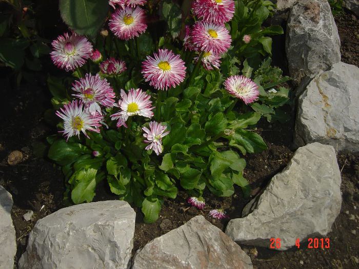 Picture 1622 - 01- 2013 FLORI DE GRADINA