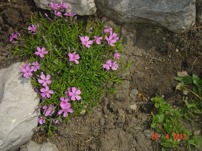 Picture 1621 - 01- 2013 FLORI DE GRADINA