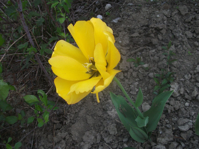 DSCF9060 - Gradina bunicii 2013