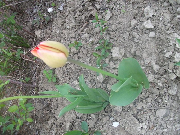 DSCF9061 - Gradina bunicii 2013