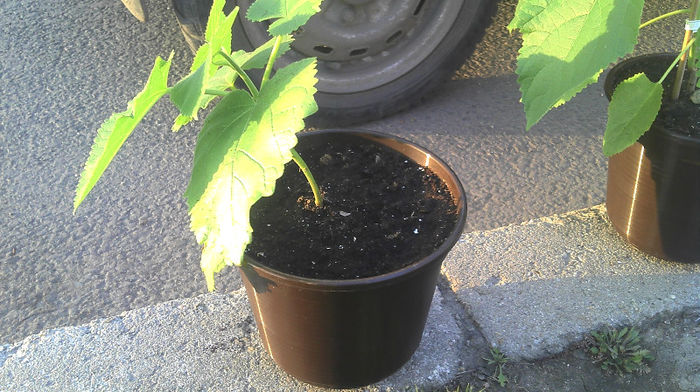 2013-04-11 19.12.43; Paulownia
