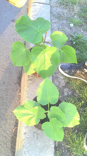 2013-04-11 19.13.48 - Paulownia Experiment