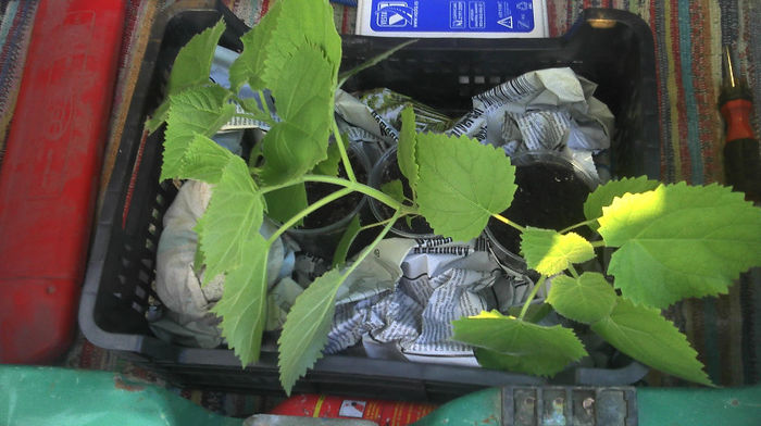 2013-04-11 19.17.06 - Paulownia Experiment