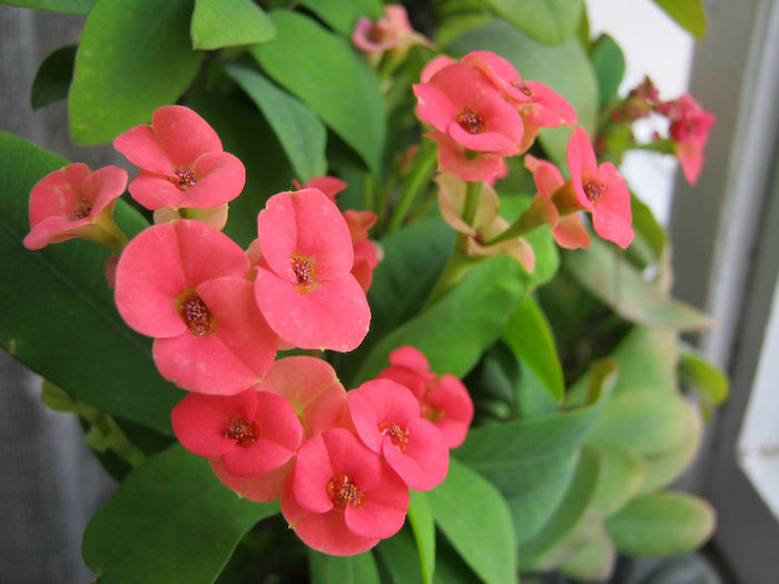 IMG_7628 - Euphorbia milii