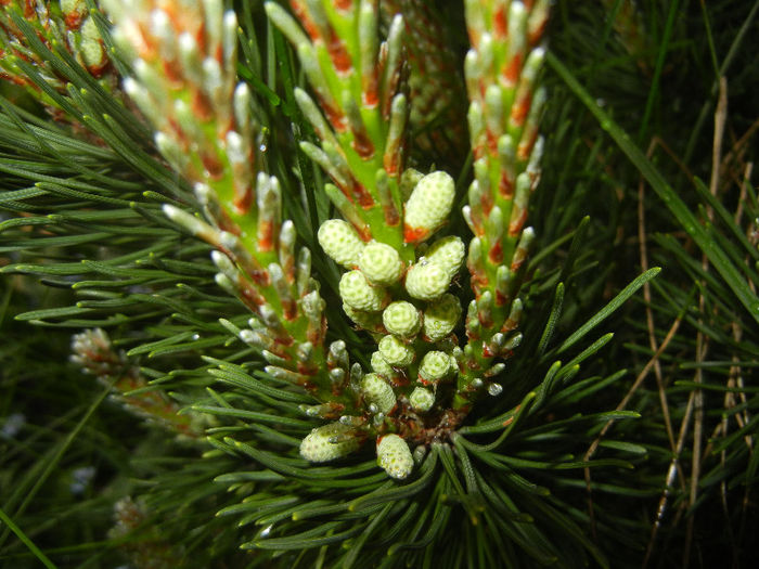 Pinus mugo Laurin (2013, April 29) - Pinus mugo Laurin