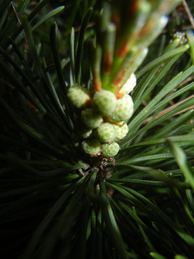 Pinus mugo Laurin (2013, April 29) - Pinus mugo Laurin