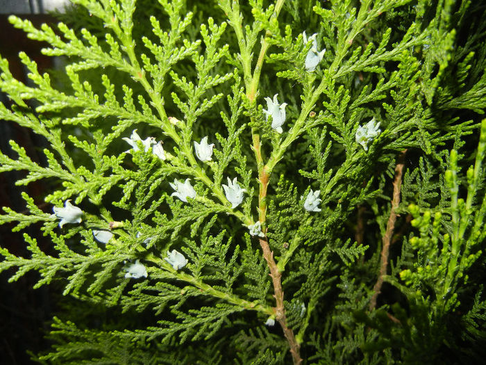 Thuja occidentalis (2013, April 29) - Thuja occidentalis_Arborvitae