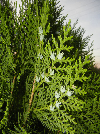 Thuja occidentalis (2013, April 29) - Thuja occidentalis_Arborvitae