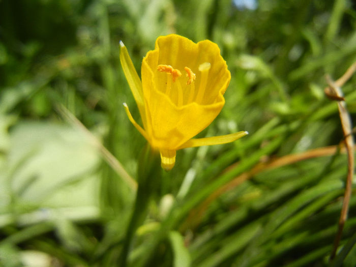 Bulbocodium Conspicuus (2013, April 30)