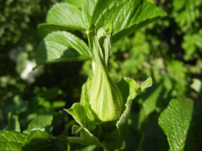 Rosa rugosa (2013, April 30)