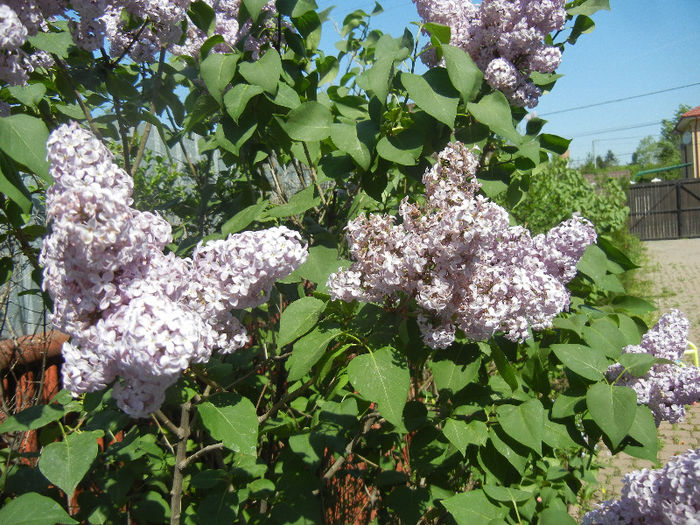Syringa vulgaris_Lilac (2013, April 29)