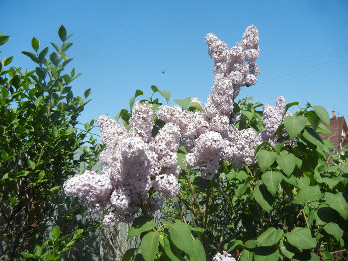 Syringa vulgaris_Lilac (2013, April 29)