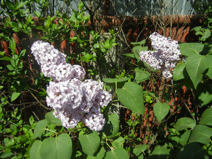Syringa vulgaris_Lilac (2013, April 29)
