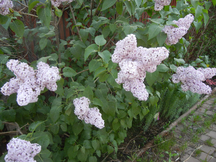 Syringa vulgaris_Lilac (2013, April 29)
