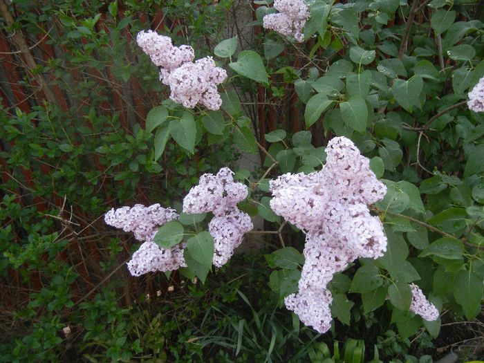 Syringa vulgaris_Lilac (2013, April 29)