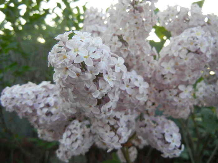 Syringa vulgaris_Lilac (2013, April 29)