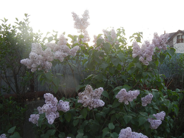Syringa vulgaris_Lilac (2013, April 29)