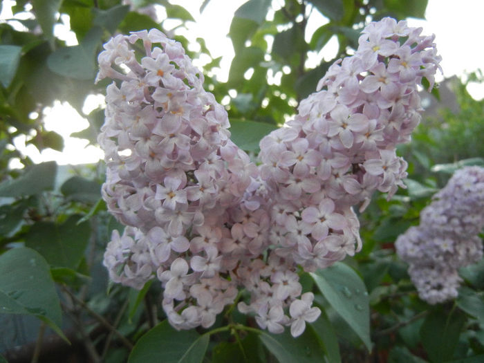 Syringa vulgaris_Lilac (2013, April 29)