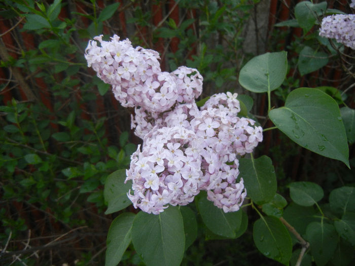 Syringa vulgaris_Lilac (2013, April 29) - Syringa vulgaris Lilac