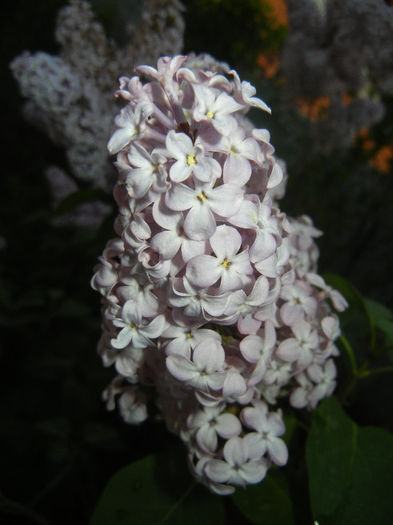 Syringa vulgaris_Lilac (2013, April 29) - Syringa vulgaris Lilac