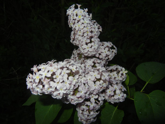 Syringa vulgaris_Lilac (2013, April 29) - Syringa vulgaris Lilac