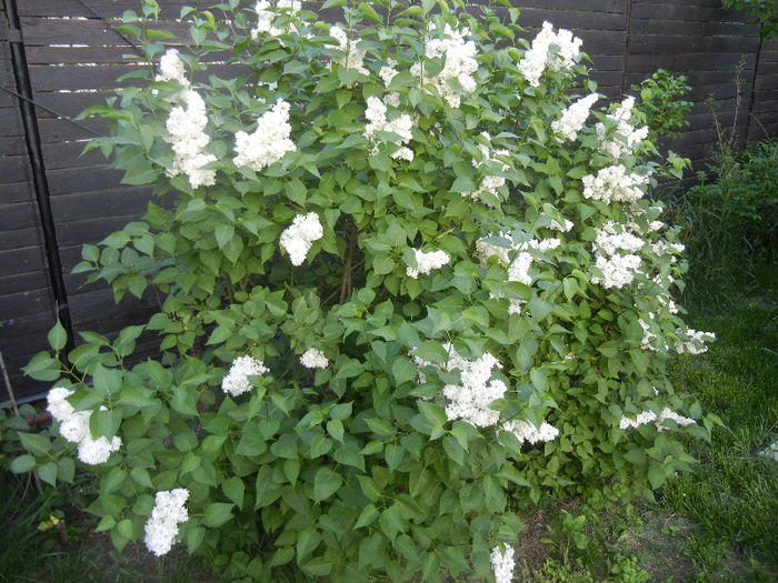 White Lilac Tree (2013, April 29) White Lilac Tree (2013, April 29)