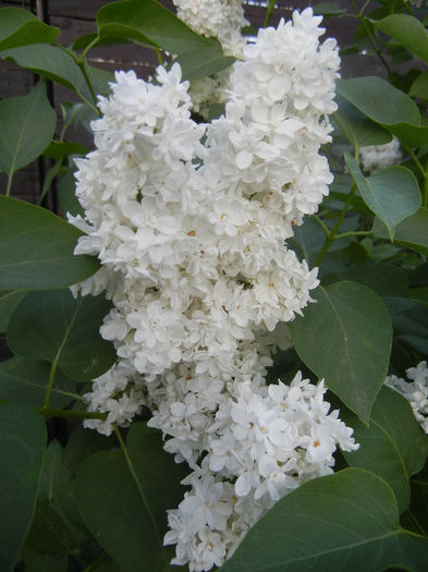White Lilac Tree (2013, April 29) White Lilac Tree (2013, April 29)