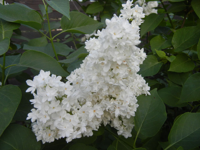 White Lilac Tree (2013, April 29) White Lilac Tree (2013, April 29)