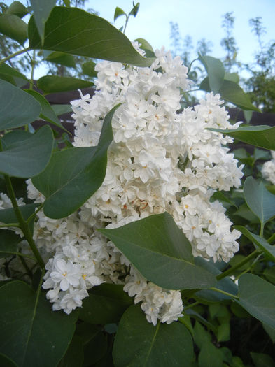 White Lilac Tree (2013, April 29) White Lilac Tree (2013, April 29)