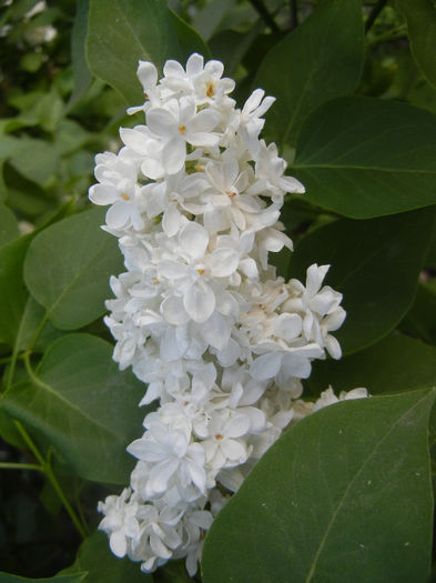 White Lilac Tree (2013, April 29) White Lilac Tree (2013, April 29)