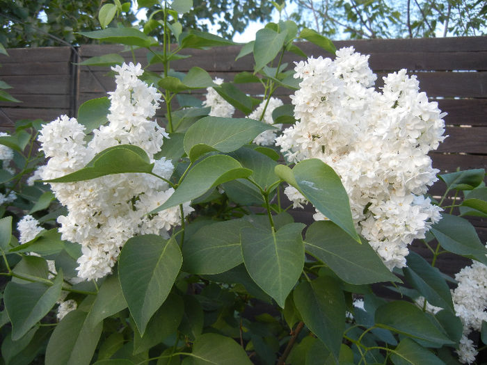 White Lilac Tree (2013, April 29) White Lilac Tree (2013, April 29)