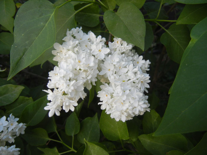 White Lilac Tree (2013, April 29) White Lilac Tree (2013, April 29)