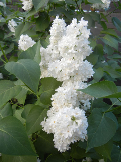 White Lilac Tree (2013, April 29) White Lilac Tree (2013, April 29)