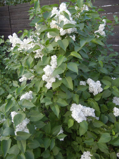 White Lilac Tree (2013, April 29) White Lilac Tree (2013, April 29)