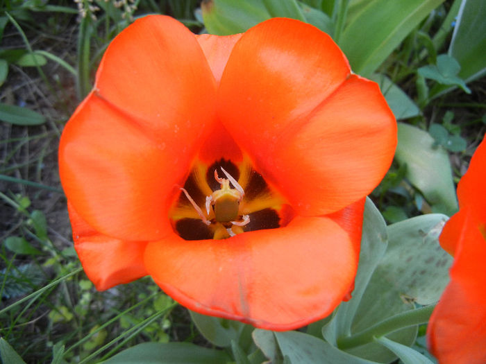 Tulipa Tangerine Beauty (2013, April 29)