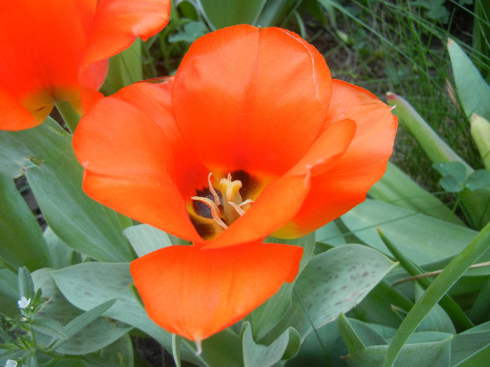 Tulipa Tangerine Beauty (2013, April 29)